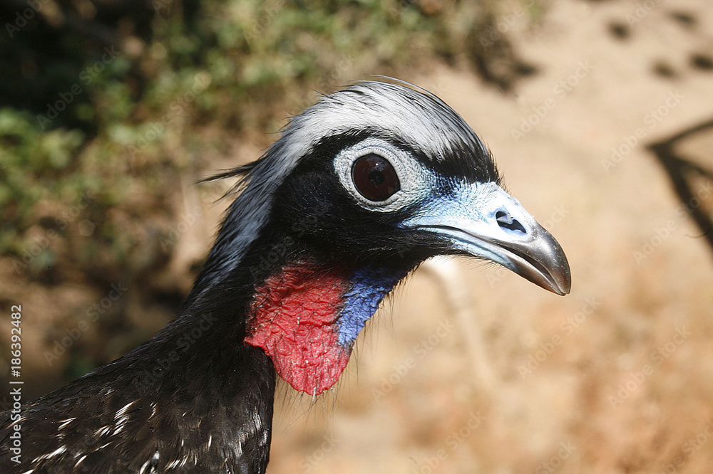 Fototapeta premium Black-fronted piping-guan, Penelope jacutinga