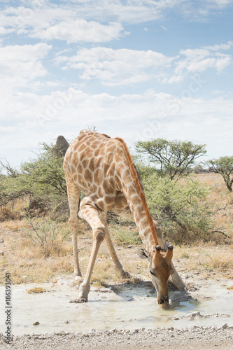 Giraffe drinking in Etosha National Park  Namibia