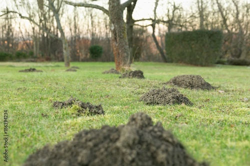 mole hole in the garden