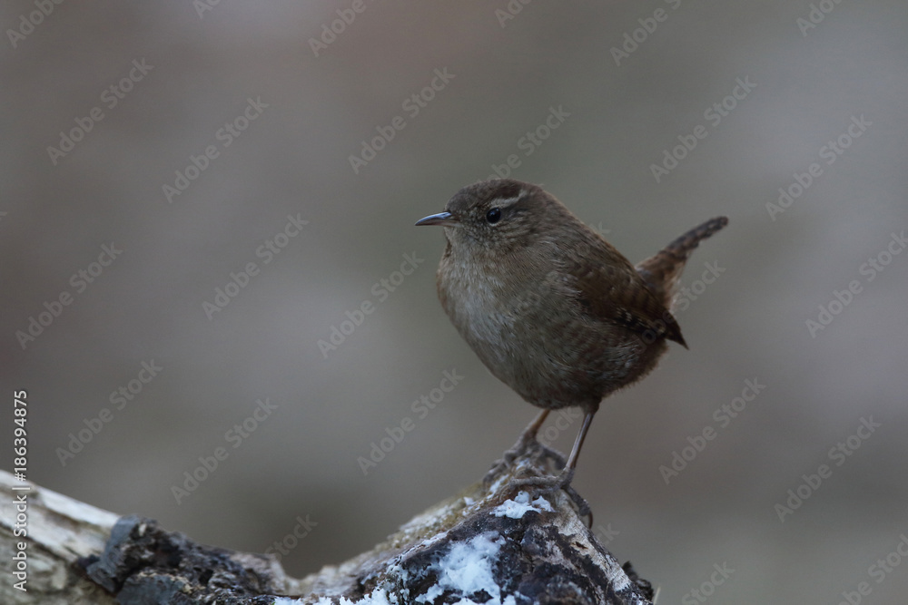 Eurasian wren Eurasian wren