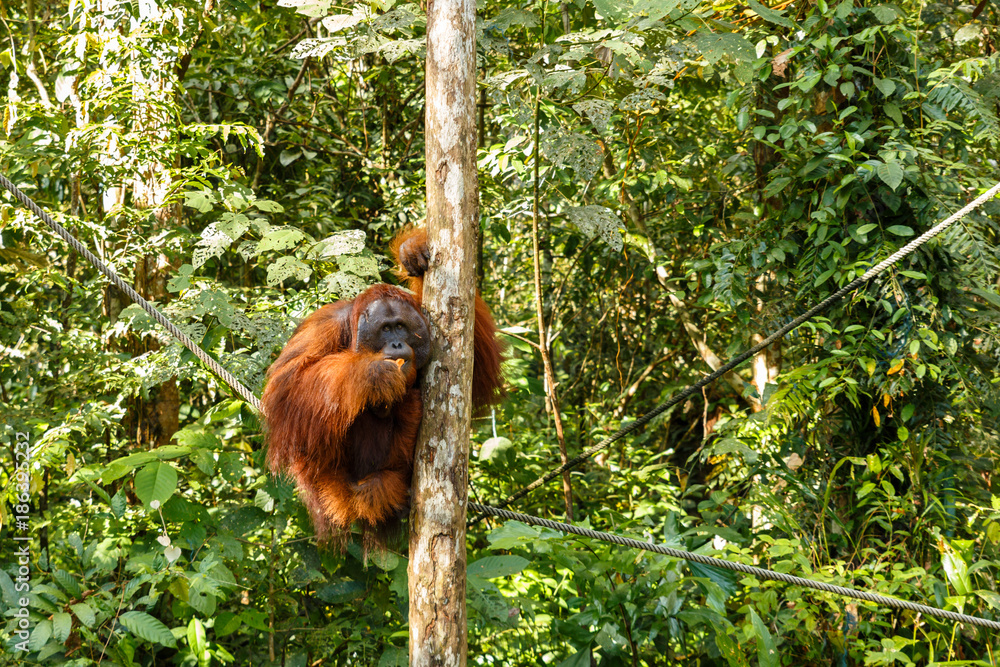 Fototapeta premium orangutan sitting in a tree.