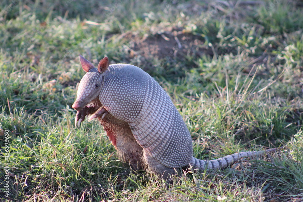 Armadillo standing on his hind legs looking forward Stock Photo Adobe Stock