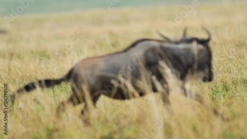 Hyena lurking for wildebeest