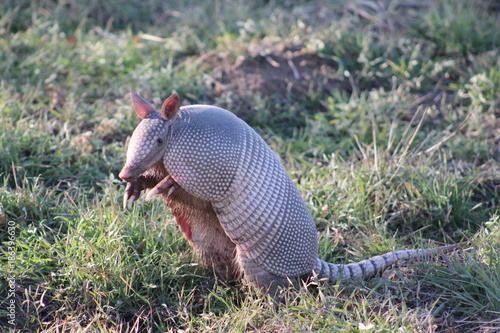 Armadillo standing on his hind legs looking forward