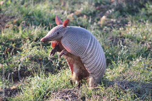 Armadillo standing on his hind legs looking to the side
