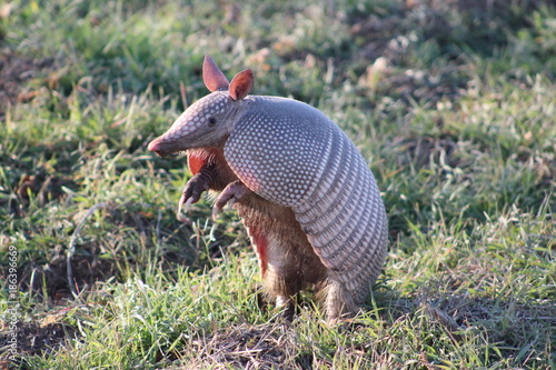 Armadillo standing on his hind legs looking to the side photo