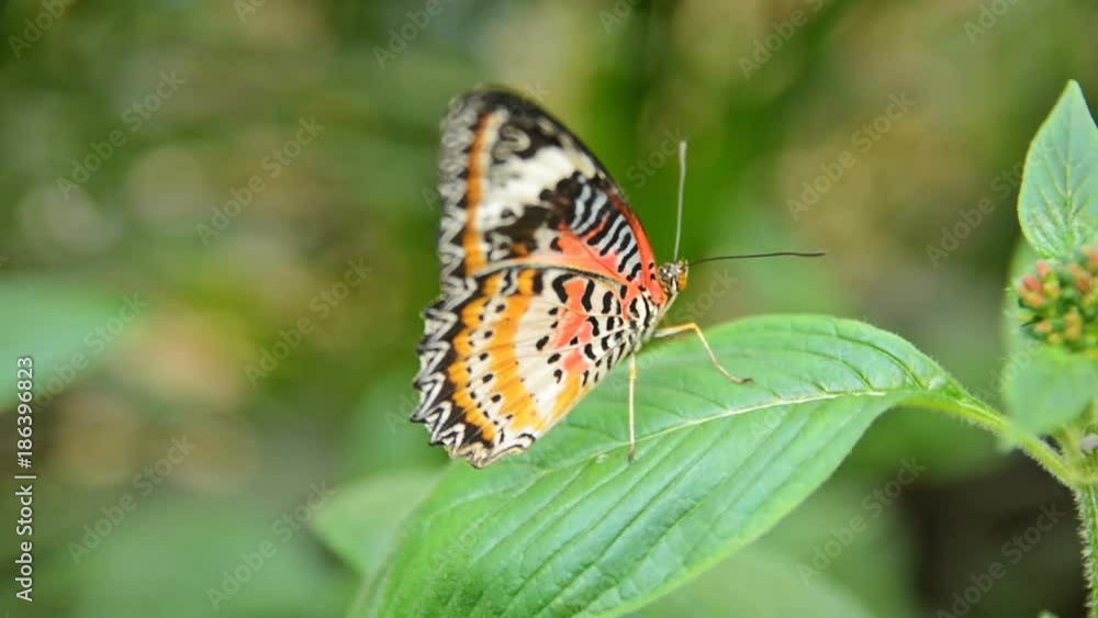 Cethocia Biblis (Red lacewings) butterfly on a leave Cethocia Biblis (Red lacewings) butterfly on a leave