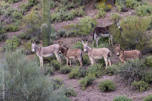 Wild Burros in the Arizona Desert