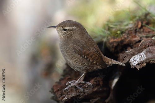 Eurasian wren