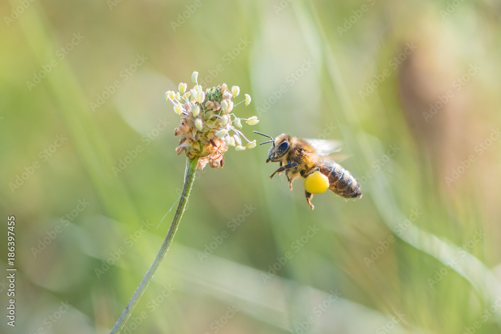 Macro Bee Macro Bee