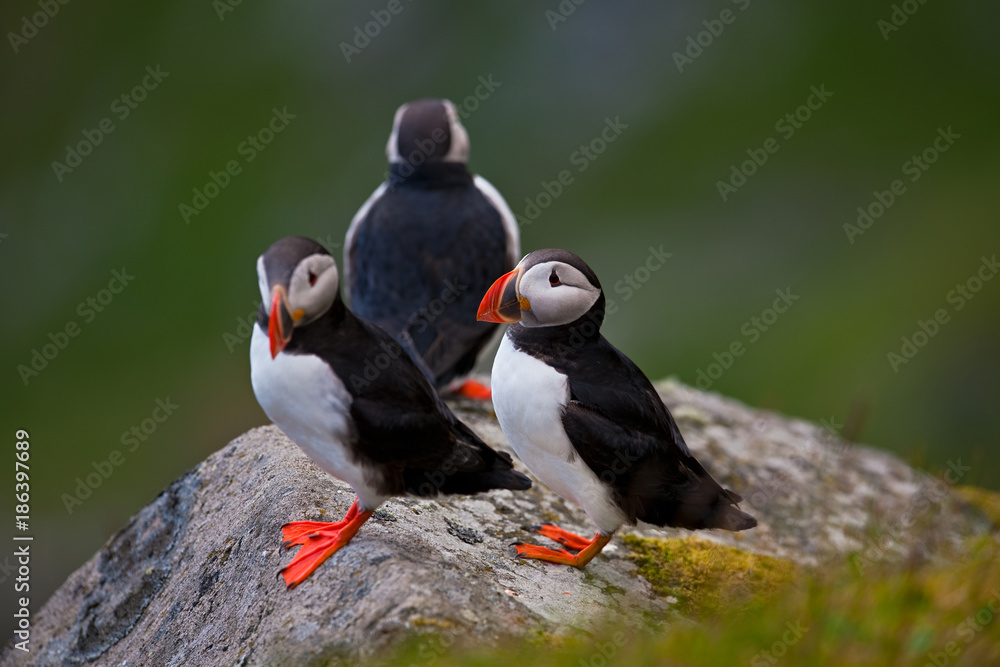 Fototapeta premium Atlantic Puffin (Fratercula arctica) Runde Island