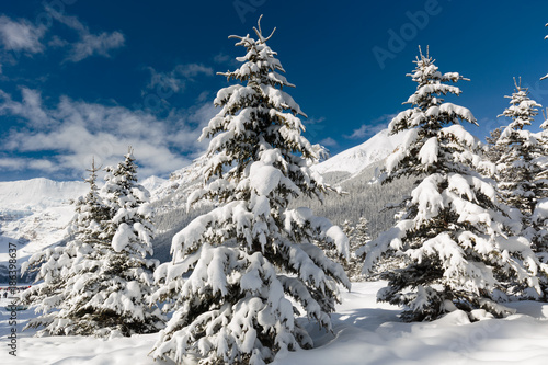 Winter wonderland © nelu_goia