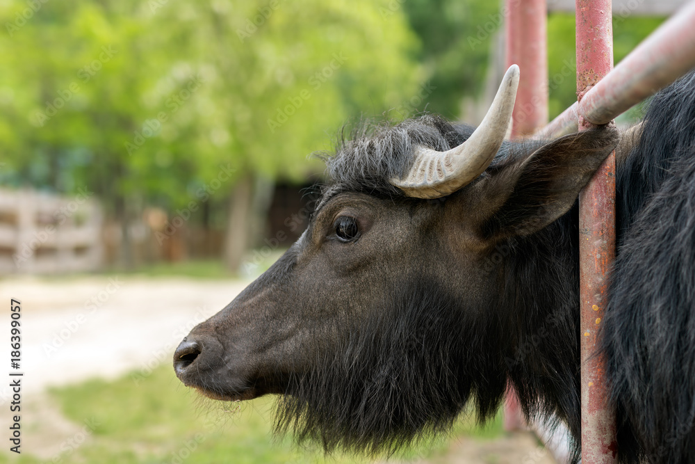 Water buffalo (Bubalus bubalis)