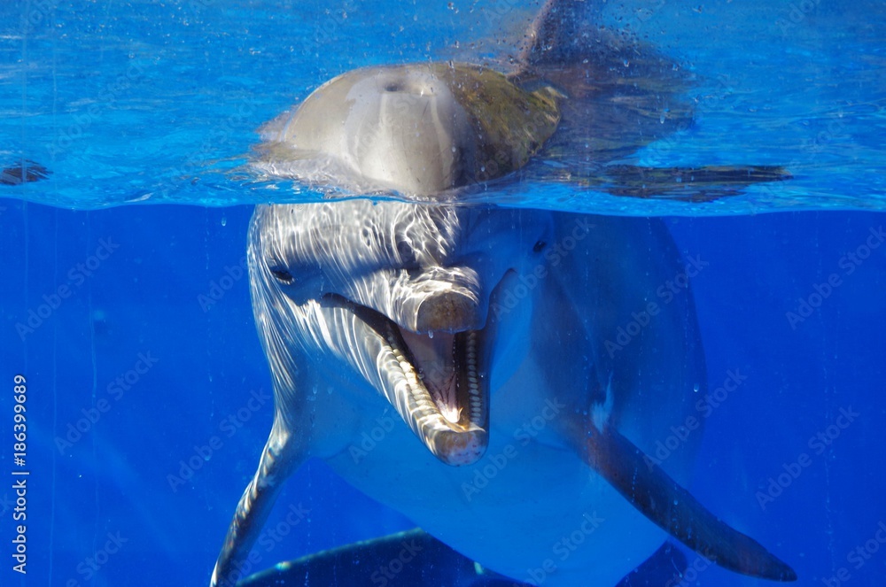 Obraz premium dolphin under the water bumped into the glass of the aquarium