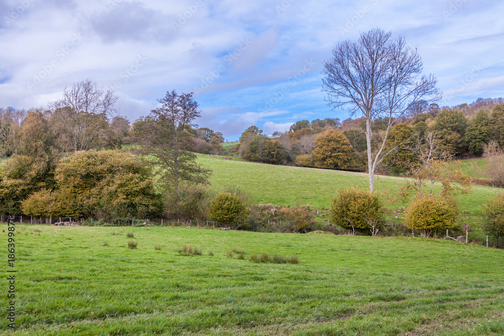 a view of English countryside during autumn with trees and grass on a sunny day
