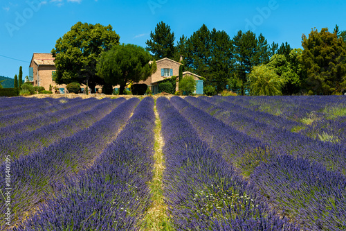 True lavender field (Lavandula angustifolia) in Provence, France