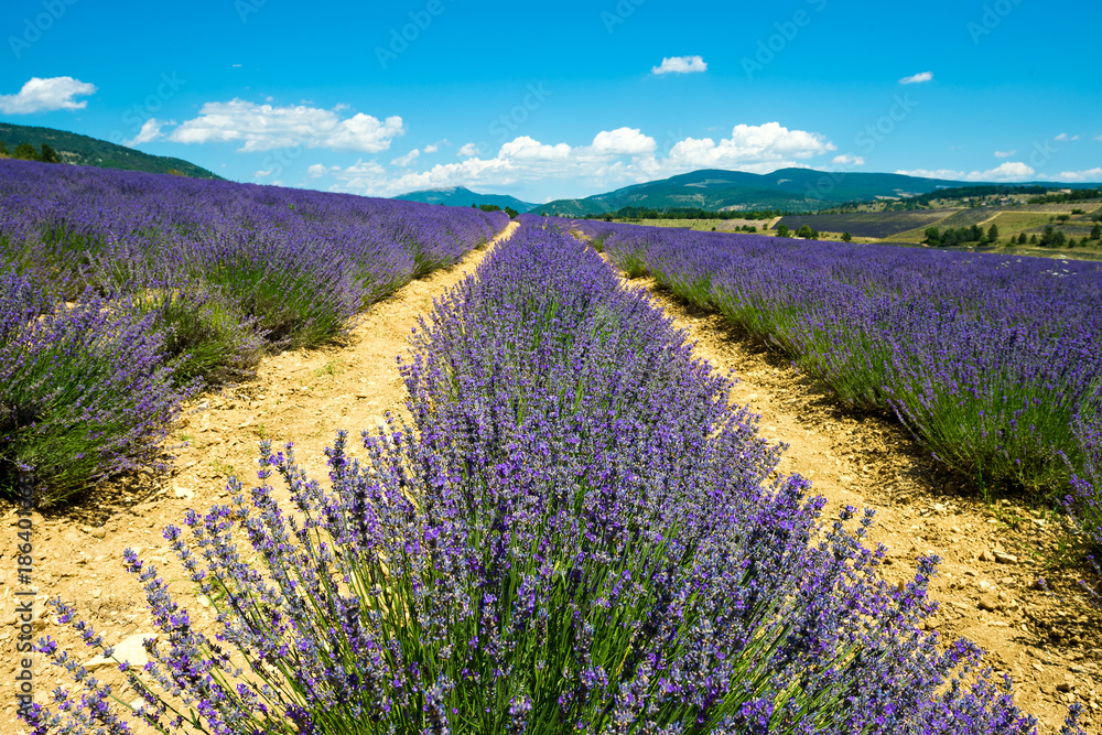 Obraz premium True lavender field (Lavandula angustifolia) in Provence, France