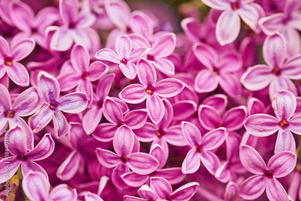 Fragrant lilac blossoms Syringa vulgaris . Shallow depth of field