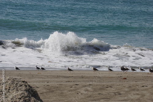 Crashing ocean waves and Sea gulls on beach