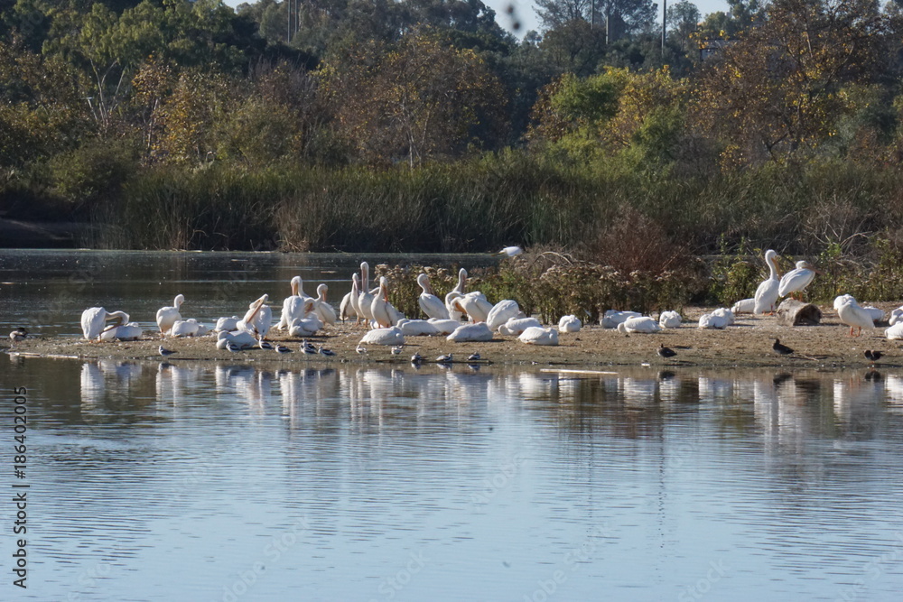 White pelicans on sure