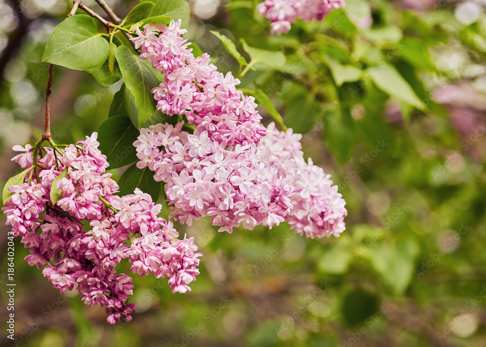 Fototapeta premium Spring flowers - blooming lilac flowers