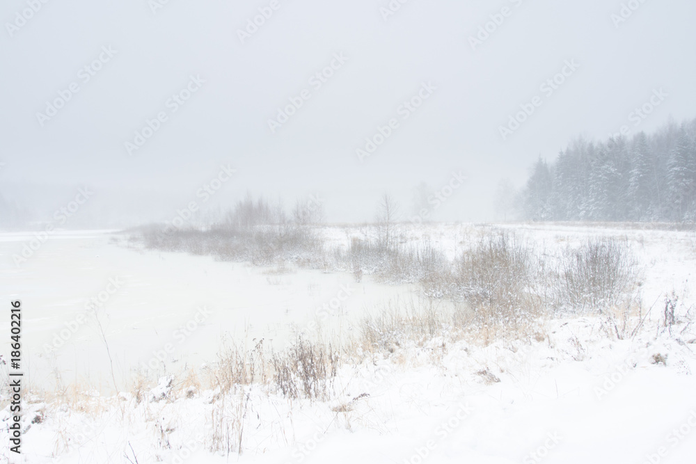 Frozen plants and tree outdoor winter lakeside