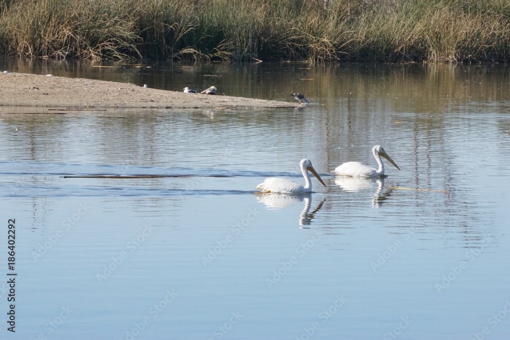 White pelican pair on Lake