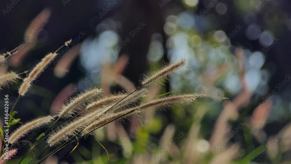 Subtle stems of grass floating in the wind, Natural backgrounds. Subtle stems of grass floating in the wind, Natural backgrounds.