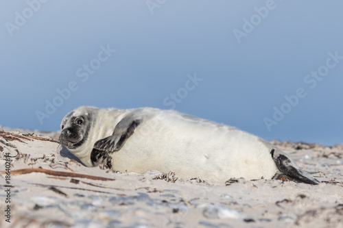 Helgoland - Düne - Robbenbaby aufmerksam blauer Himmel - bitte - beten