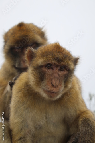 grooming ape © Jim