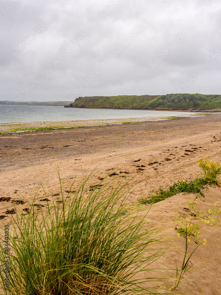 Wild grasses and plants growing on Tenby South Beach, Tenby, Wales, Uk Wild grasses and plants growing on Tenby South Beach, Tenby, Wales, Uk