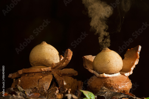 Tableau sur toile Collared earthstar releasing a cloud of brown dust-like spores in response to im