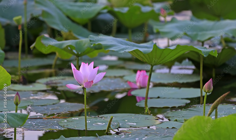 Fototapeta premium The lotus is in full bloom in the pond