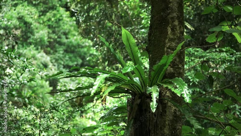 birds nest fern in a tree at springbrook national park's in the gold coast hinterland birds nest fern in a tree at springbrook national park's in the gold coast hinterland