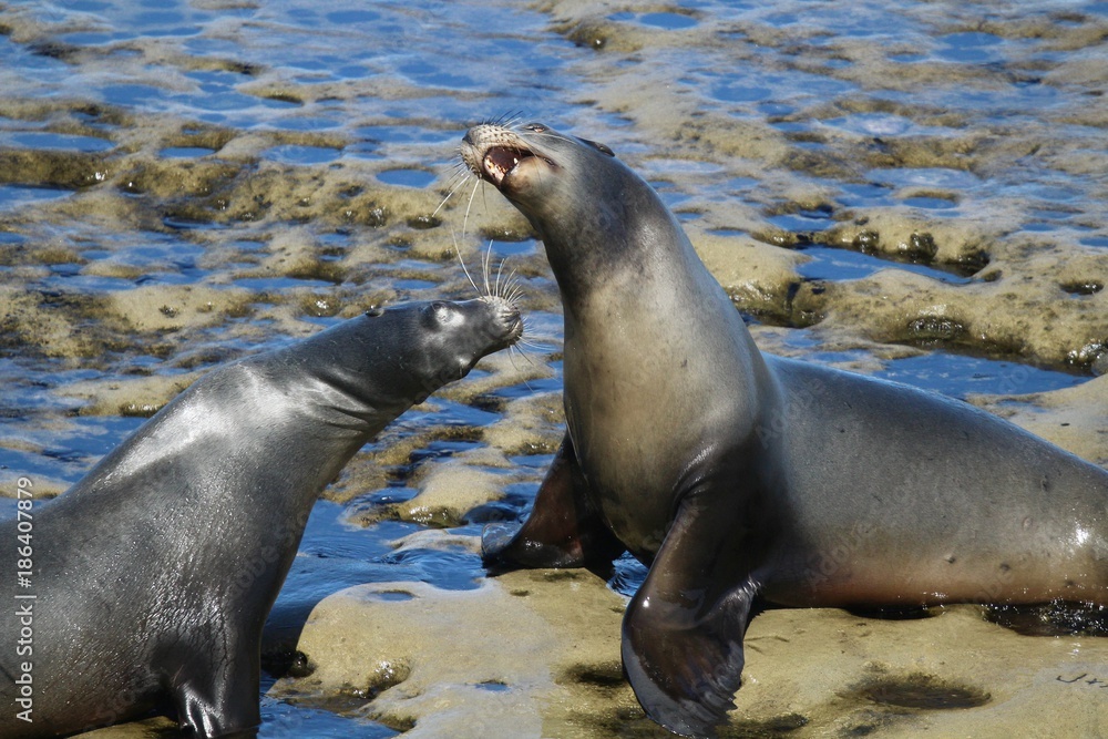 Naklejka premium California Sea Lions fighting on rocks in LaJolla San Diego California