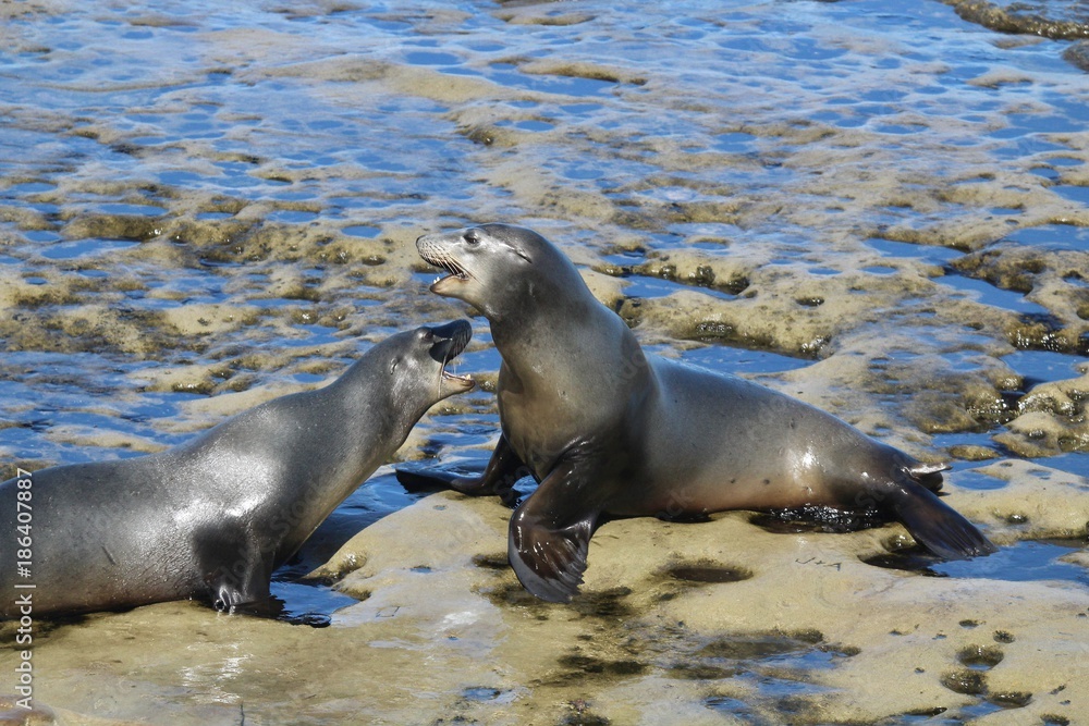Obraz premium California Sea Lions fighting on rocks in LaJolla San Diego California