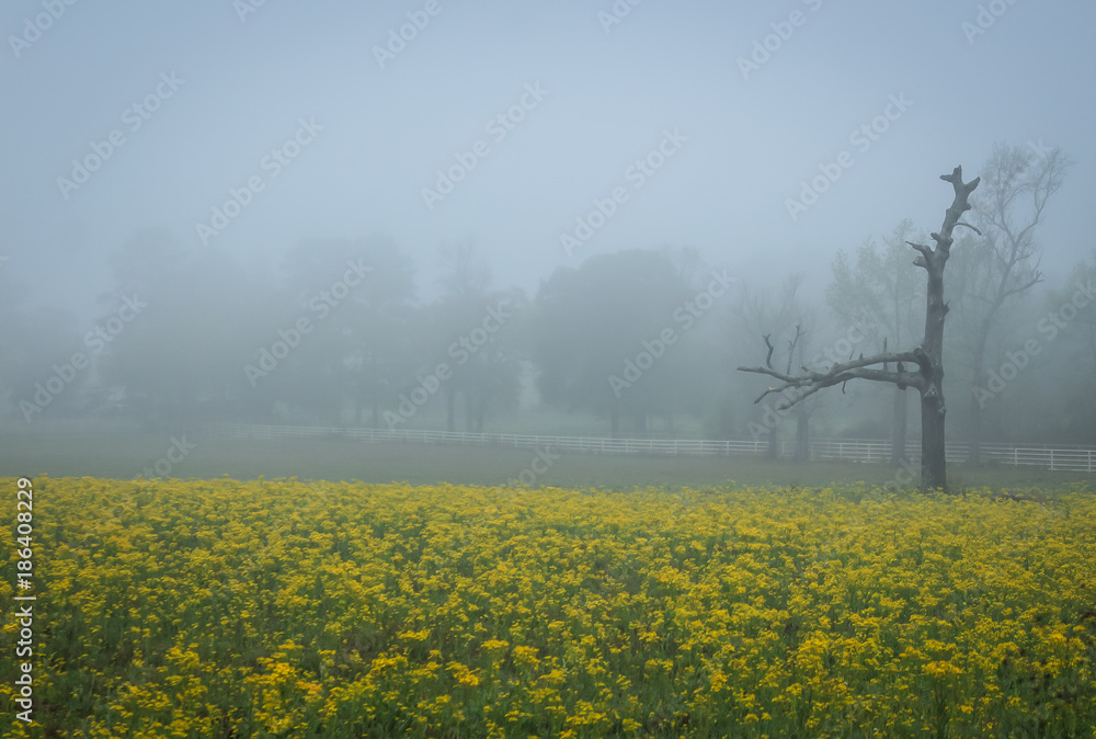 Obraz premium Foggy Field Filled with Yellow Flowers