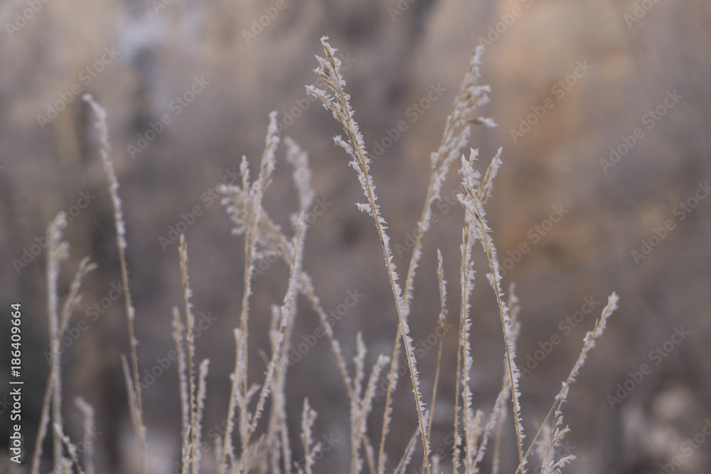 Ice Crystals on Grass Ice Crystals on Grass