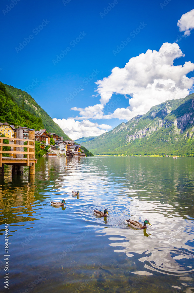 Fototapeta premium Fantastic landscape of Hallstatt lake with ducks, Austrian Alps, Salzkammergut, Austria, Europe