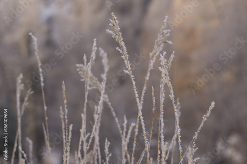 Ice Crystals on Grass