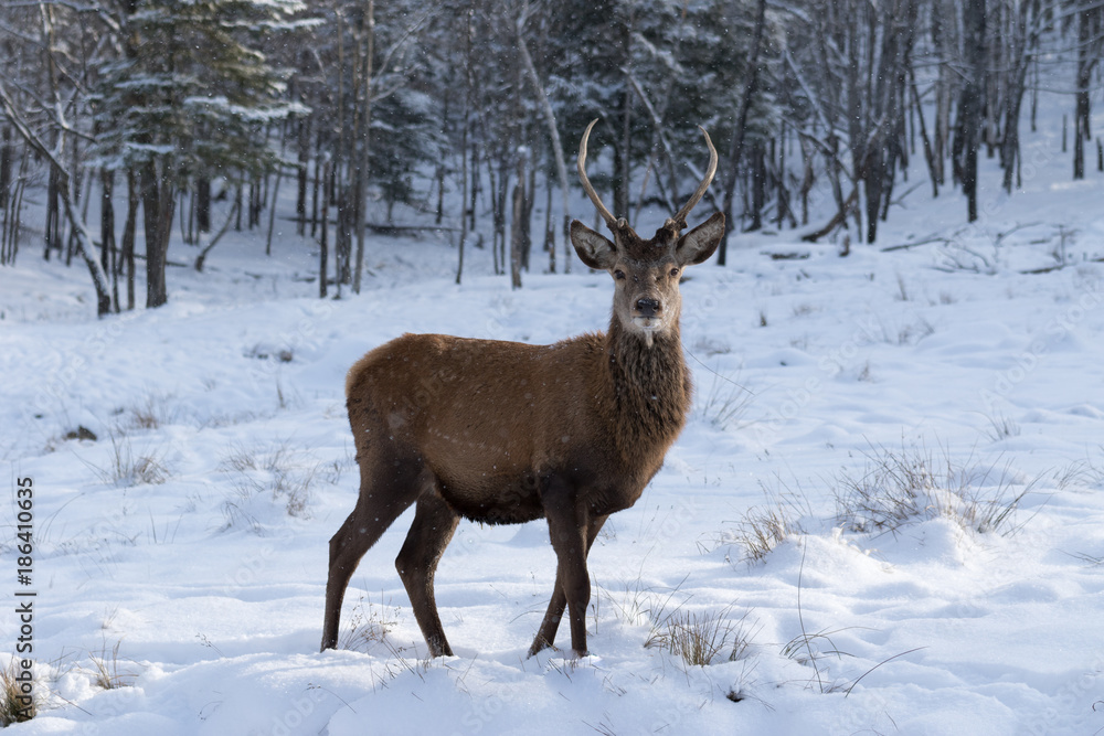 Juvenile elk in the winter snow Juvenile elk in the winter snow