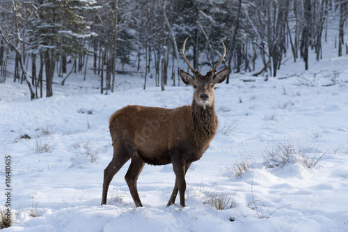Juvenile elk in the winter snow