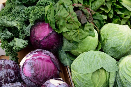Fresh harvested locally grown organic purple and green cabbage, leafy green vegetables in a farmers market, Florida