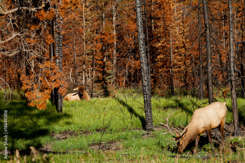 Elks in the fall forest