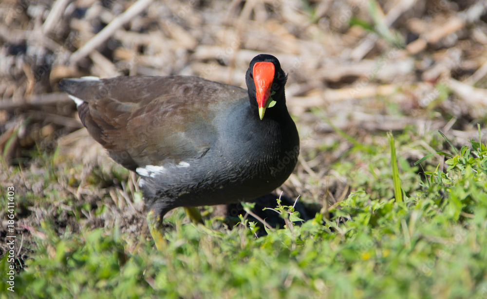 Common Yard hen Common Yard hen