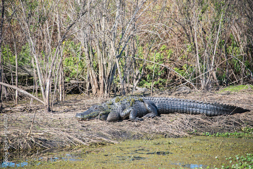 Florida Wetlands Lake Apopka