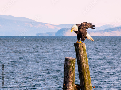 Bald Eagle on piles at the shore. Sidney, BC, Vancouver Island, Canada © pr2is