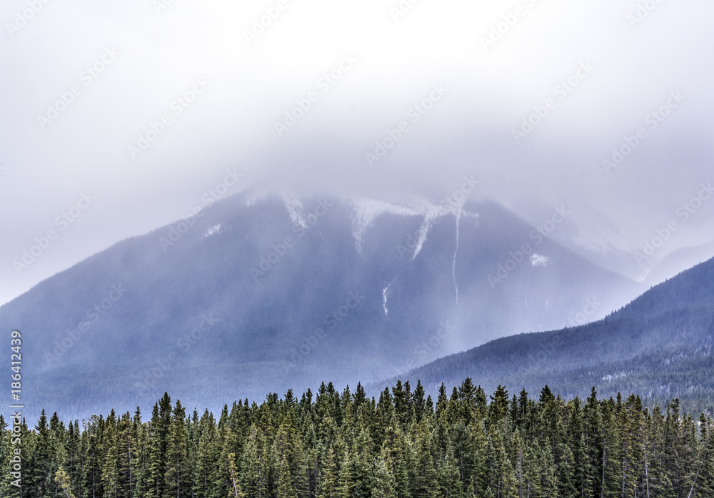 Mist covered majestic mountains with pine tree forest in foreground. 