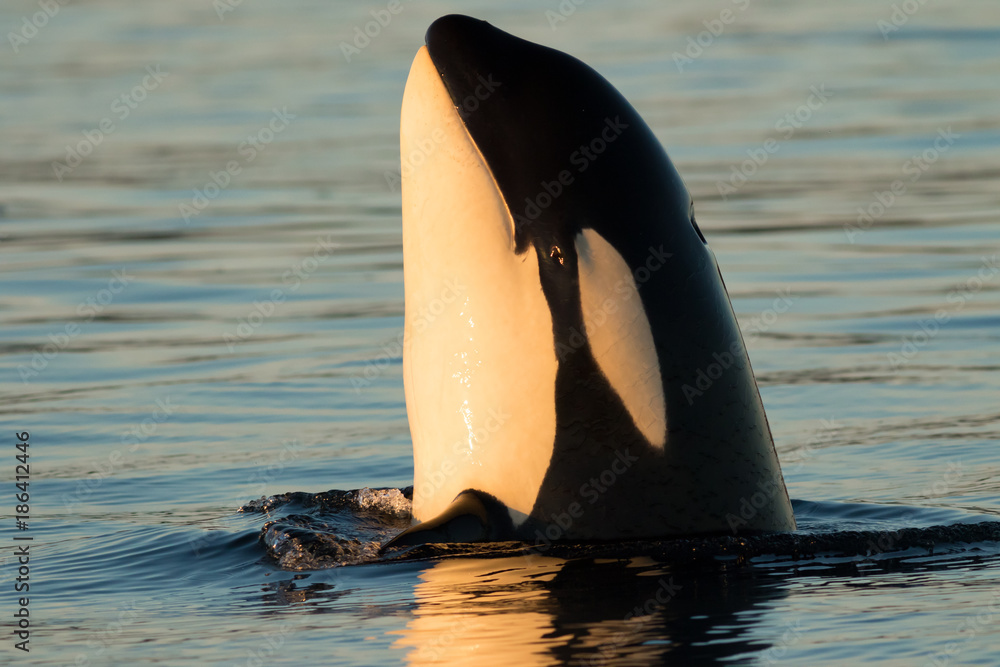 Obraz premium Orca Peaking z bliska