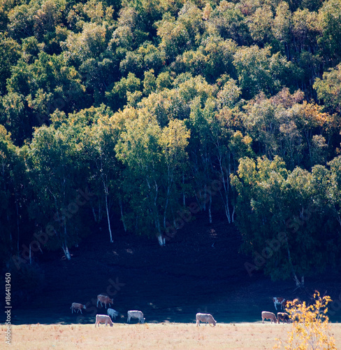 landscape of the Bashang grassland in Hebei, China